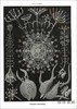 Art Forms in Nature: The Prints of Ernst Haeckel / 自然中的艺术形式：恩斯特·海克尔的版画 商品缩略图4