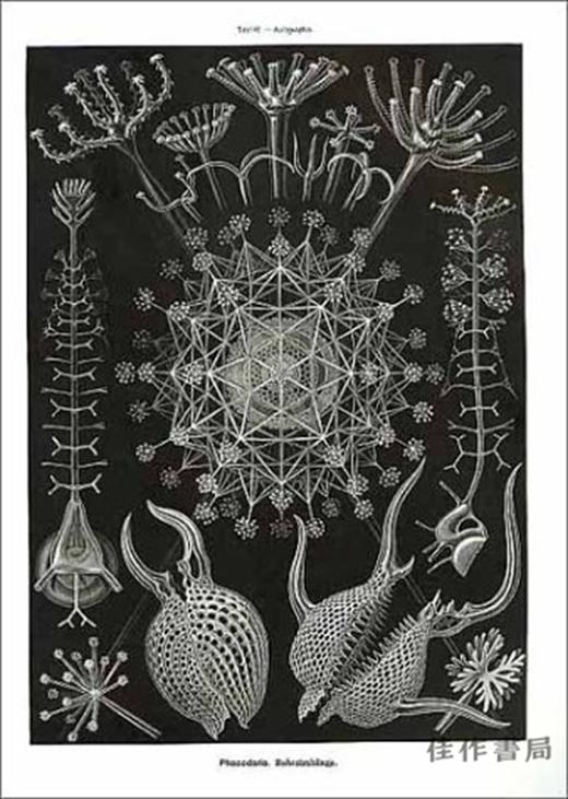 Art Forms in Nature: The Prints of Ernst Haeckel / 自然中的艺术形式：恩斯特·海克尔的版画 商品图4