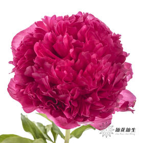 国产反季节芍药 | 御前表演（外瓣可能会有黑斑，开开后不影响，介意慎拍）