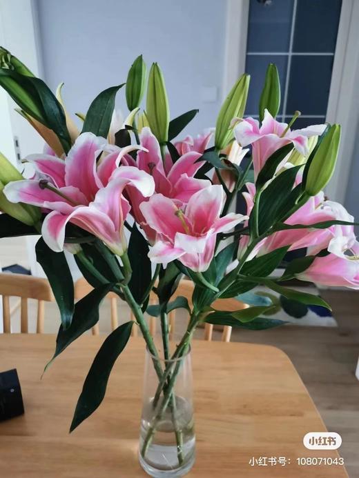 cxd百合马龙3头a级