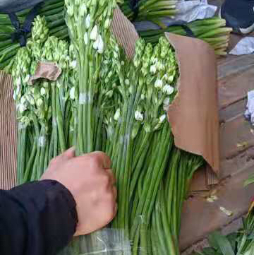 圣心百合白色40-50公分