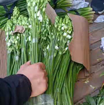 圣心百合白色40-50公分 商品图0