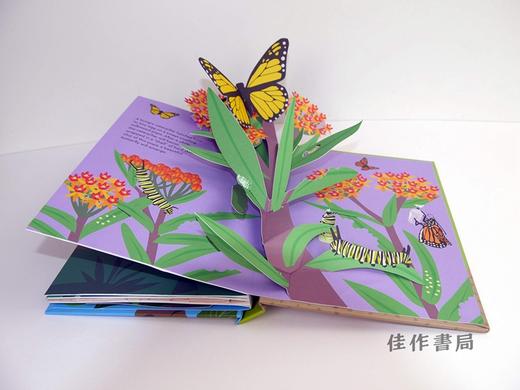 What's in the Egg?: Pop-Up Book/鸡蛋里有什么？：立体书 商品图3