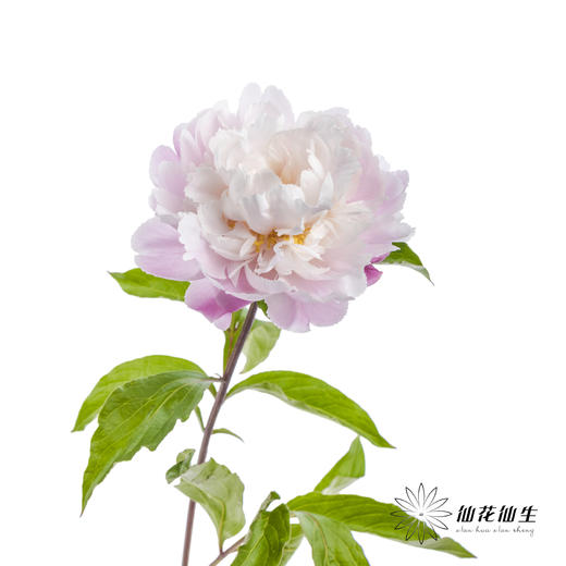 【预山东仓】预售芍药顺丰空运包邮 | 粉凌红花【4月20日左右出货&可备注发货时间】 商品图8