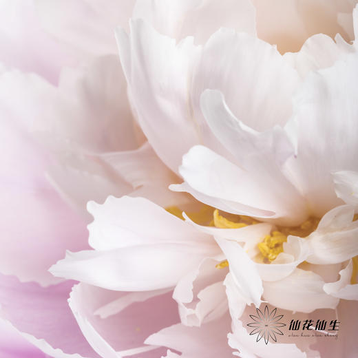 【预山东仓】预售芍药顺丰空运包邮 | 粉凌红花【4月20日左右出货&可备注发货时间】 商品图4