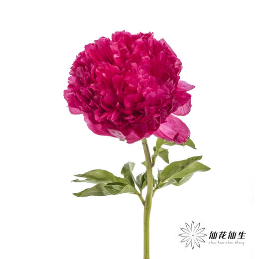 国产反季节芍药 | 御前表演（外瓣可能会有黑斑，开开后不影响，介意慎拍） 商品图4