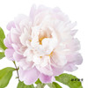 【预山东仓】预售芍药顺丰空运包邮 | 粉凌红花【4月20日左右出货&可备注发货时间】 商品缩略图1