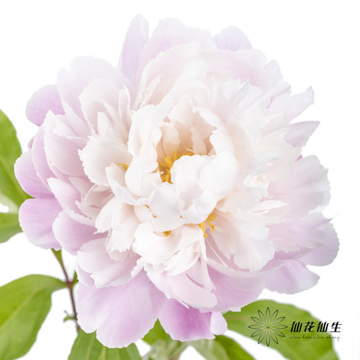 【预山东仓】预售芍药顺丰空运包邮 | 粉凌红花【4月20日左右出货&可备注发货时间】 商品图1