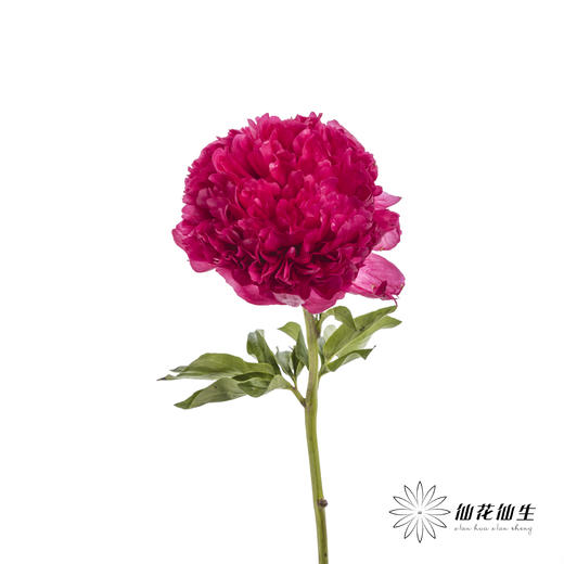 国产反季节芍药 | 御前表演（外瓣可能会有黑斑，开开后不影响，介意慎拍） 商品图6