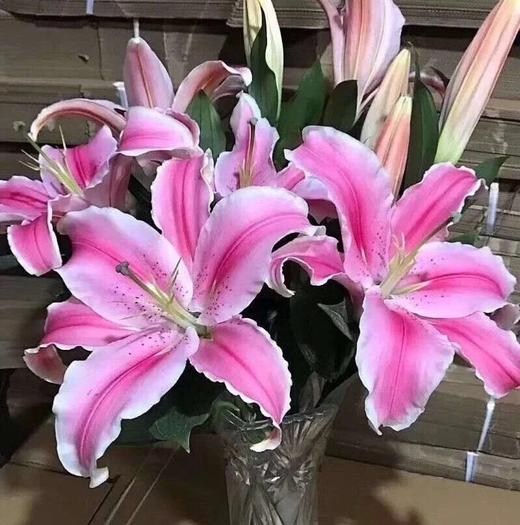 【y】-fzc-百合 马龙 多头 - 云花朵朵