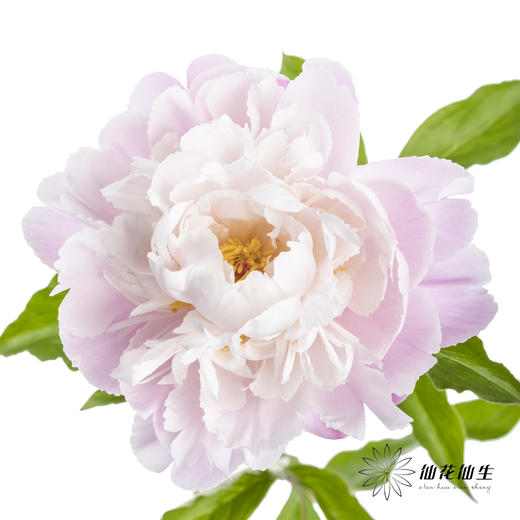 【预山东仓】预售芍药顺丰空运包邮 | 粉凌红花【4月20日左右出货&可备注发货时间】 商品图0