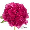国产反季节芍药 | 御前表演（外瓣可能会有黑斑，开开后不影响，介意慎拍） 商品缩略图1