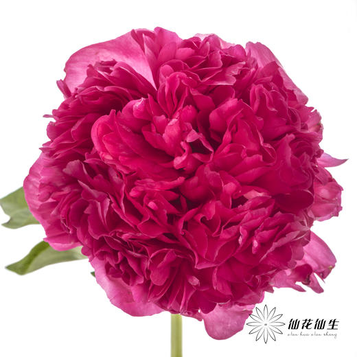 国产反季节芍药 | 御前表演（外瓣可能会有黑斑，开开后不影响，介意慎拍） 商品图1