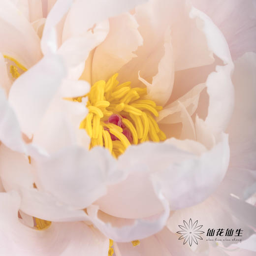 【预山东仓】预售芍药顺丰空运包邮 | 粉凌红花【4月20日左右出货&可备注发货时间】 商品图5