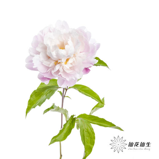 【预山东仓】预售芍药顺丰空运包邮 | 粉凌红花【4月20日左右出货&可备注发货时间】 商品图6