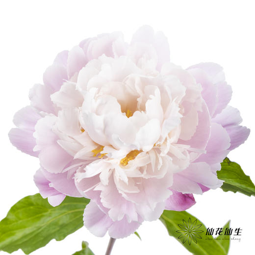 【预山东仓】预售芍药顺丰空运包邮 | 粉凌红花【4月20日左右出货&可备注发货时间】 商品图2