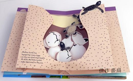 What's in the Egg?: Pop-Up Book/鸡蛋里有什么？：立体书 商品图2