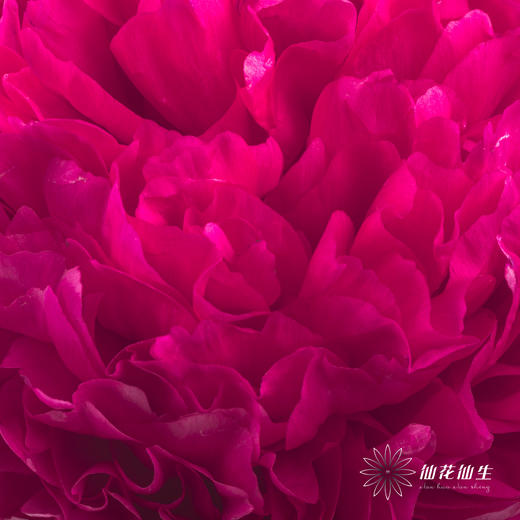 国产反季节芍药 | 御前表演（外瓣可能会有黑斑，开开后不影响，介意慎拍） 商品图2