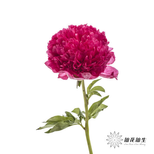 国产反季节芍药 | 御前表演（外瓣可能会有黑斑，开开后不影响，介意慎拍） 商品图5