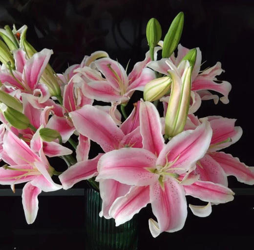 【y】-dz-百合 马龙 3头 基地b级 微熟