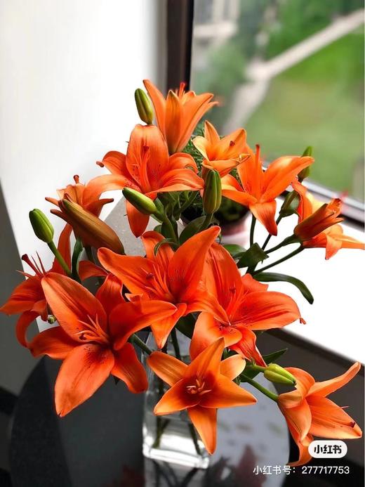 yh亚洲百合橙色海洋3头