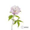 【预山东仓】预售芍药顺丰空运包邮 | 粉凌红花【4月20日左右出货&可备注发货时间】 商品缩略图7