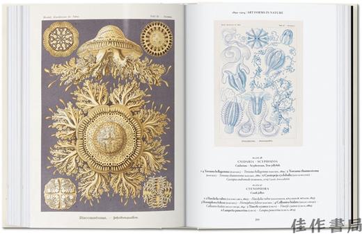 【全新现货】【40周年系列】Ernst Haeckel – 40th Anniversary Edition/恩斯特·海克尔– 40周年纪念版 商品图4