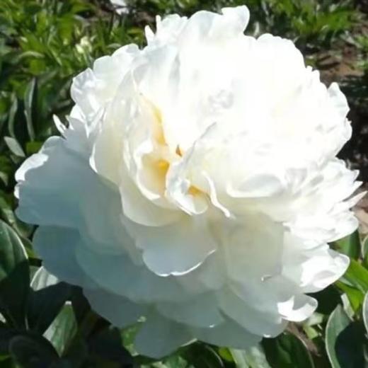 【情有独钟】芍药 -奶油碗  白色 5枝/扎 商品图1