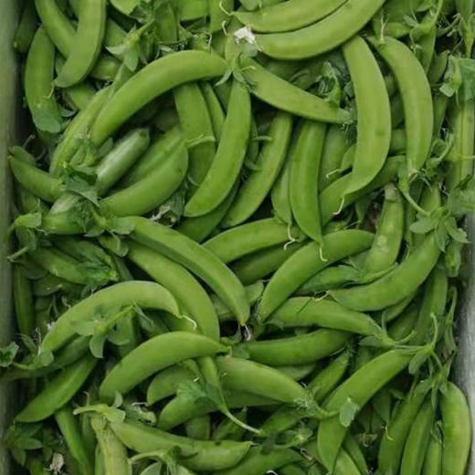 生态蔬菜 脆皮甜豌豆250g（带壳吃）现摘现发京津冀满百包邮 商品图3
