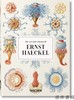 【全新现货】【40周年系列】Ernst Haeckel – 40th Anniversary Edition/恩斯特·海克尔– 40周年纪念版 商品缩略图0