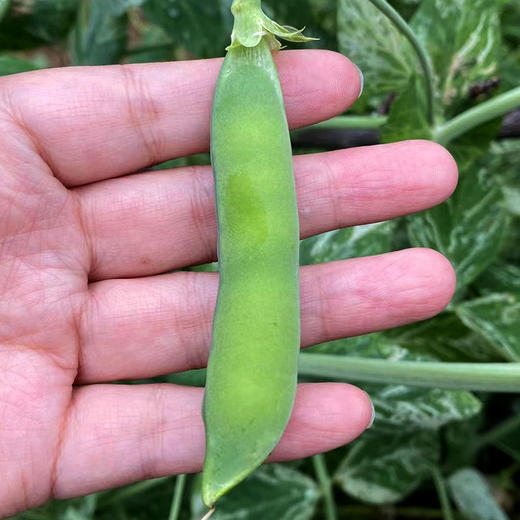生态蔬菜 脆皮甜豌豆250g（带壳吃）现摘现发京津冀满百包邮 商品图5