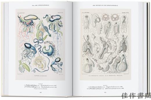 【全新现货】【40周年系列】Ernst Haeckel – 40th Anniversary Edition/恩斯特·海克尔– 40周年纪念版 商品图2