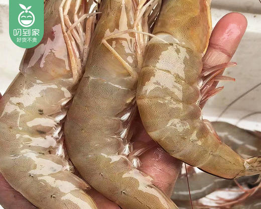 本港冰鲜大红虾/1份（10-15条，共400g±30） 商品图4