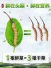 冬虫夏草 西藏那曲头期鲜草 商品缩略图2