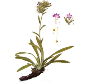  中国神油，你们知道是哪个吗？ 