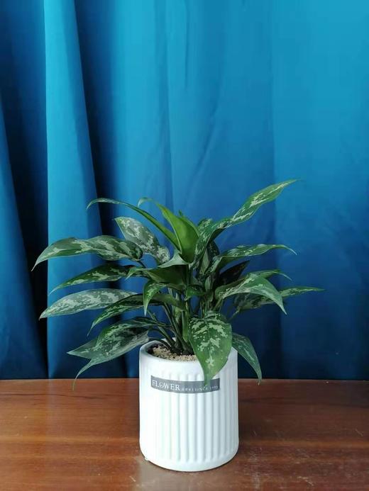 白瓷盆—黑美人 商品图0