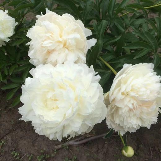 【情有独钟】芍药 -奶油碗  白色 5枝/扎 商品图5