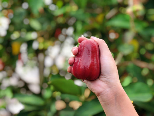海南补水莲雾特大果，脆爽多汁，清脆爽甜 商品图4