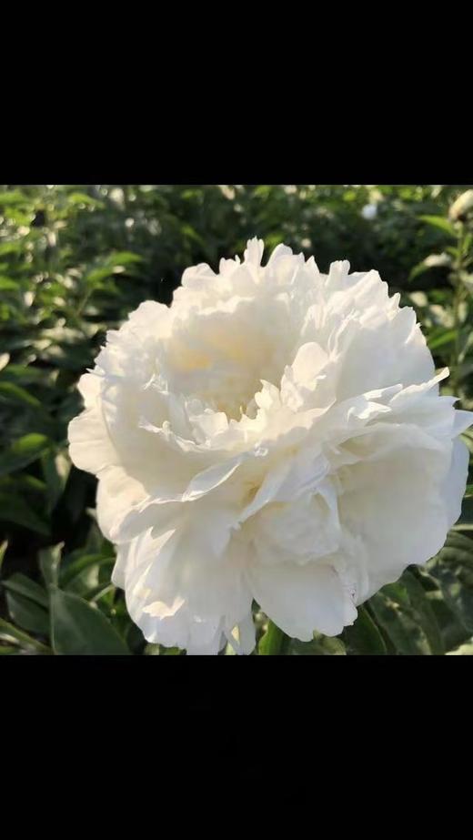 【情有独钟】芍药 -奶油碗  白色 5枝/扎 商品图2