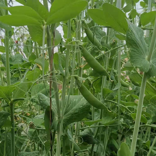 生态蔬菜 脆皮甜豌豆250g（带壳吃）现摘现发京津冀满百包邮 商品图1
