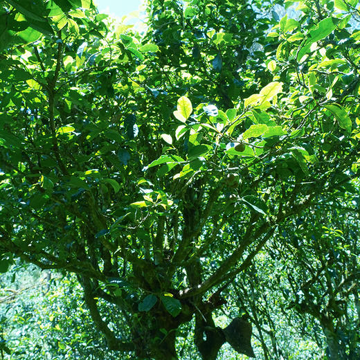 【福利清仓捡漏】【滑竹梁子龙珠】2021年头春普洱茶区滑竹梁子古350普洱生茶160g/罐 商品图1