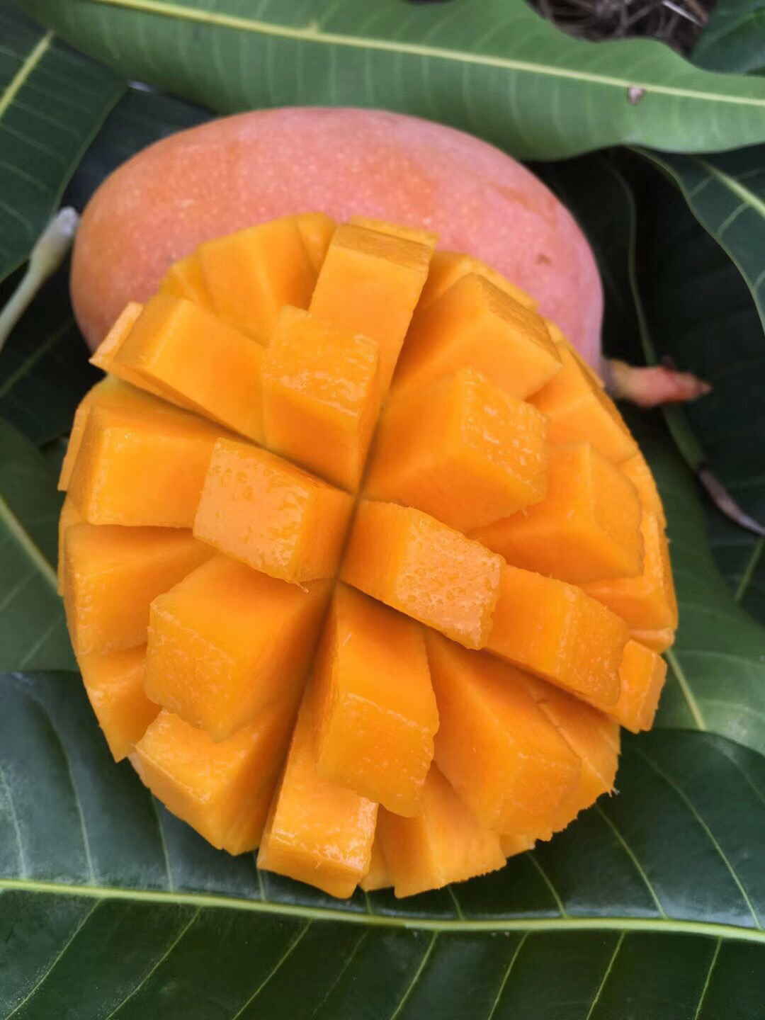 顺丰快递|三亚高山青皮澳芒 外表光滑靓丽 肉汁鲜美 颜值与美味并存