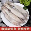 【顺丰包邮】青岛大笔管鱼—海捕新鲜速冻4斤 商品缩略图0