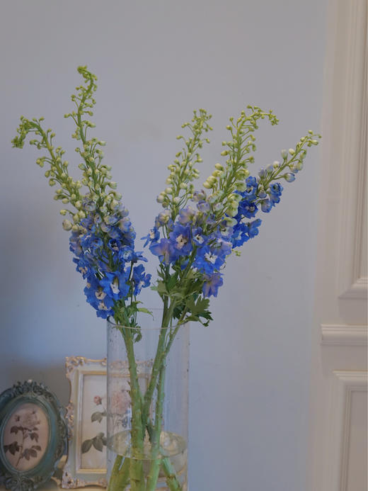 【周四团购】大飞燕5枝79.8元 2人拼团 商品图2