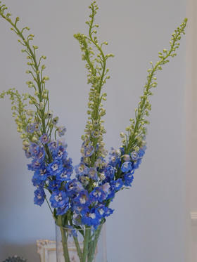 【周四团购】大飞燕5枝79.8元 2人拼团