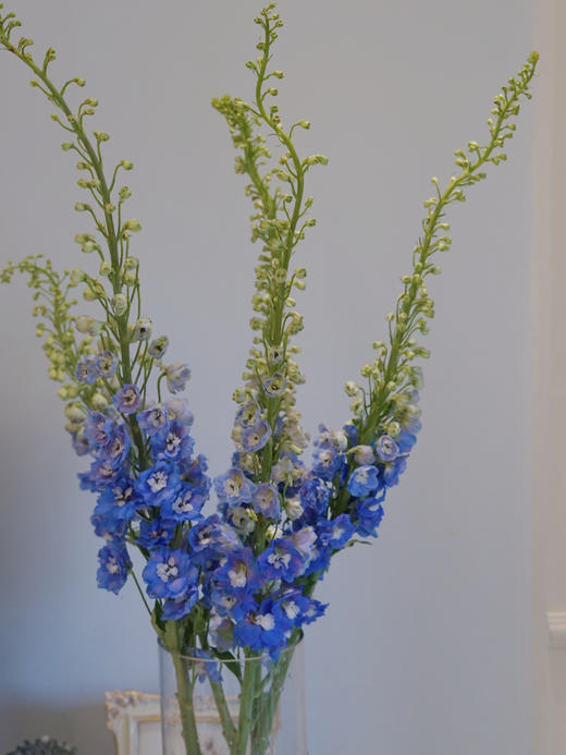 【周四团购】大飞燕5枝79.8元 2人拼团 商品图0