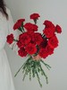 【周四团购】红色康乃馨16枝39.8元 2人拼团 商品缩略图1