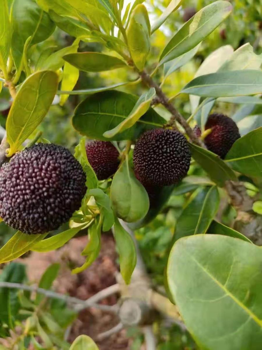 【云南空运高山黑炭杨梅】新鲜到货!