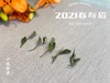 2021年首款春茶，2021一级春寿眉花弄影花香袭来（收藏装） 商品缩略图5