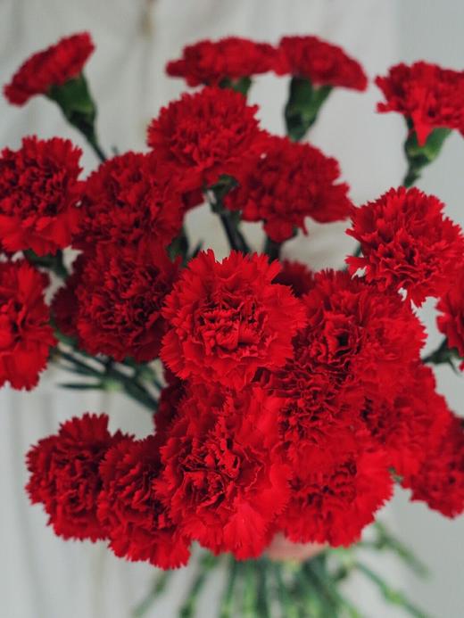 【周四团购】红色康乃馨16枝39.8元 2人拼团 商品图2